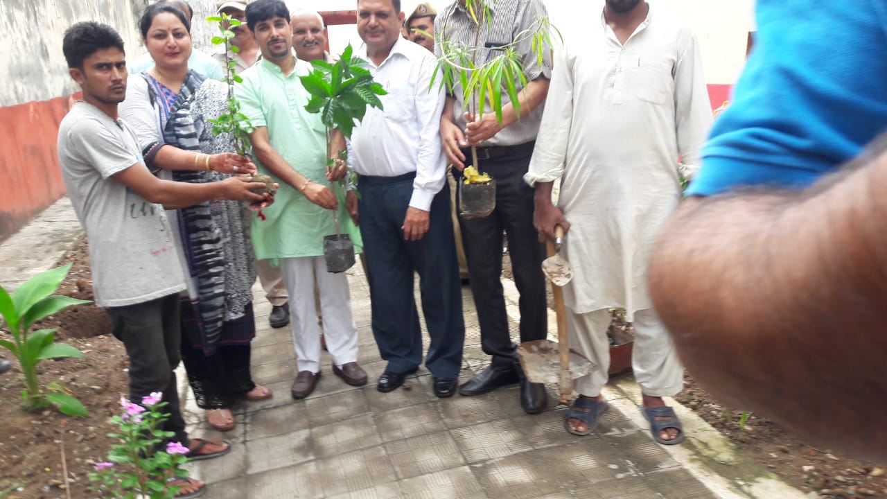 Tree Plantation