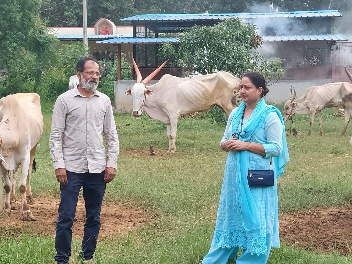 Cow Seva