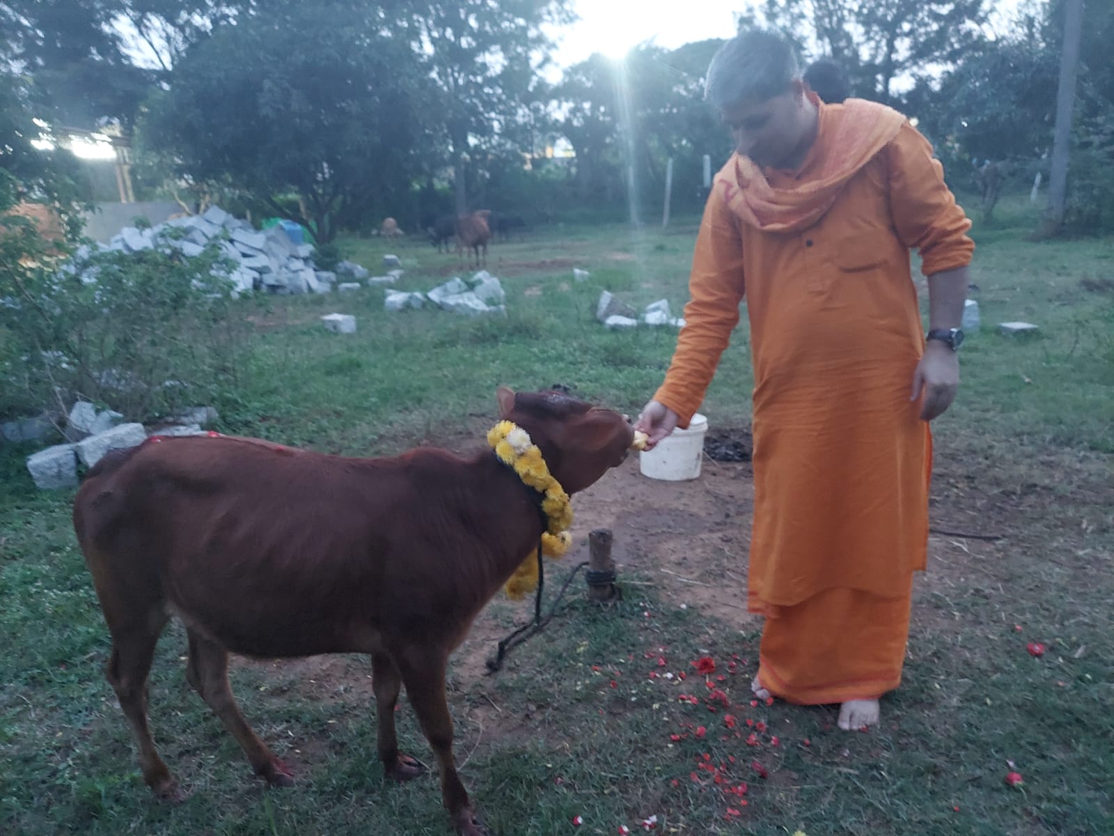 Cow Seva